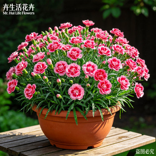 初吻康乃馨花苗盆栽大花带花苞阳台庭院多年生好养开花植物