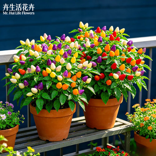 【带花带果】五彩椒盆栽观赏椒珍珠椒亮阳台庭院观果食用绿植花苗