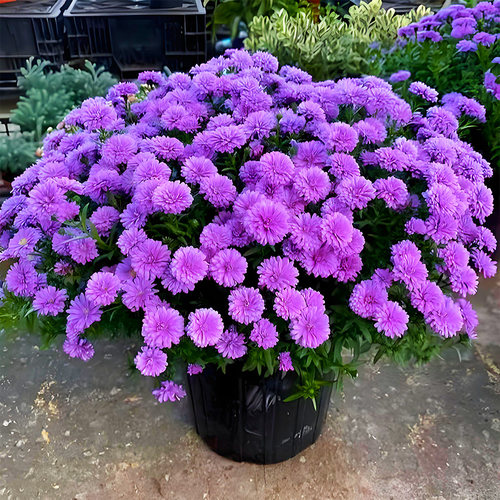 紫菀小卡罗荷兰菊盆栽