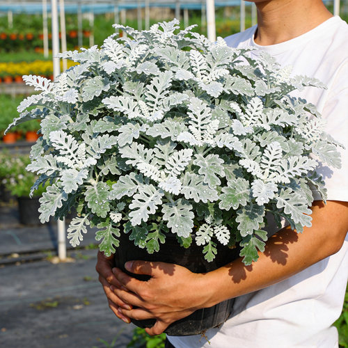 【银叶植物】银叶菊盆栽芙蓉菊金合欢组合绿植庭院观赏耐寒易养花