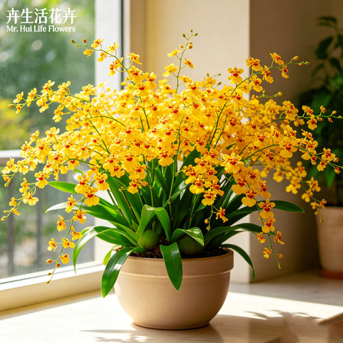【浓香】蜜糖文心兰跳舞兰盆栽梦香文心兰年宵花芳香好养花卉绿植