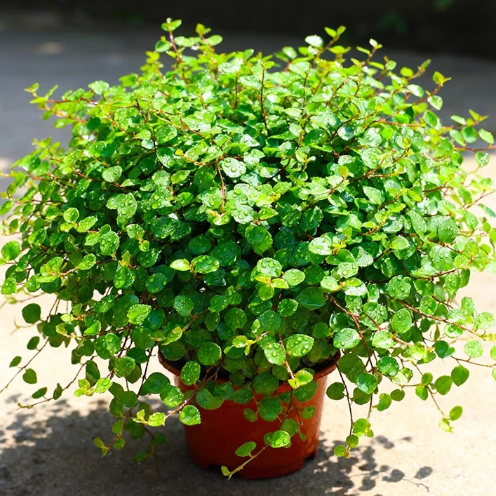 千叶吊兰盆栽植物室内面包烘焙糕点装饰西餐饮品蛋糕点缀垂吊绿植