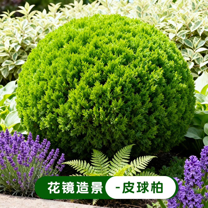 【大球型】皮球松盆栽皮球柏室外庭院花镜绿植物耐寒耐热四季常青