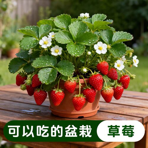 草莓盆栽带花苞室内阳台庭院