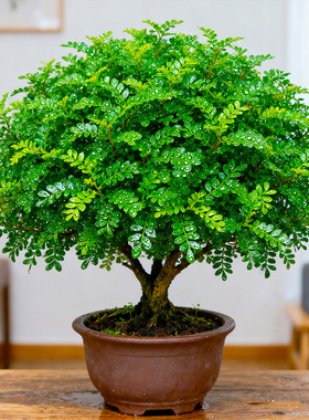 500片!清香木盆栽胡椒蛋糕西餐饮品烘培甜品装饰点缀绿植新鲜叶子