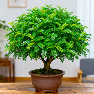 500片 饰点缀绿植新鲜叶子 清香木盆栽胡椒蛋糕西餐饮品烘培甜品装