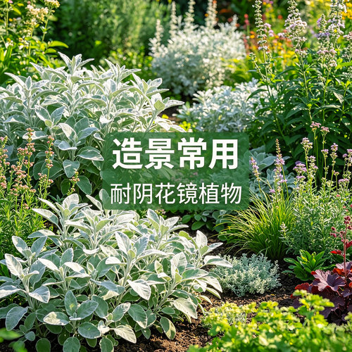 芙蓉菊银叶菊盆栽银色观叶植物庭院绿植四季常青好养活绿植花苗