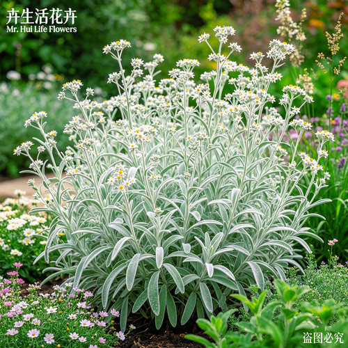 柳叶星河盆栽银叶花灌木庭院花境植物耐寒耐热四季常绿好养花苗