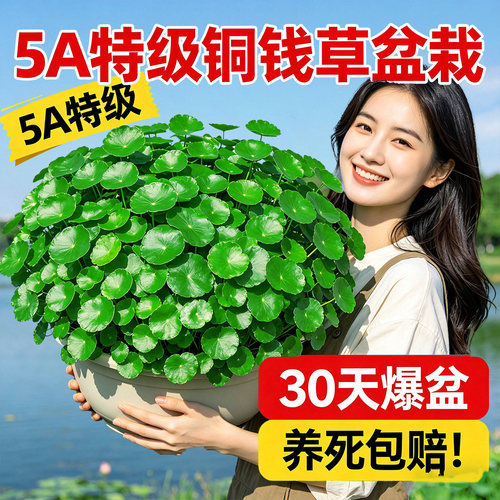 带叶铜钱草客厅四季好养活盆栽