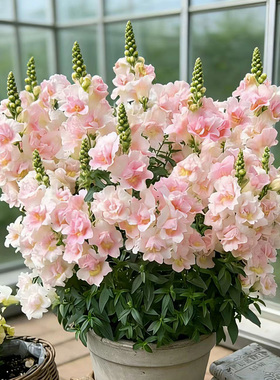 【切花品种】金鱼草花苗盆栽带花冬季开耐寒植物花园矮生花镜花卉