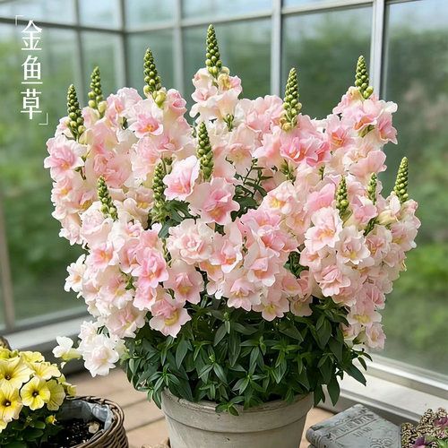 【切花品种】金鱼草花苗盆栽带花冬季开耐寒植物花园矮生花镜花卉