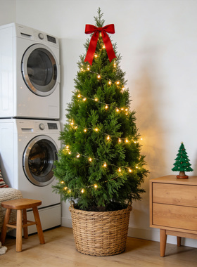 【超大苗】松柏树苗龙柏扁柏塔松真绿植大型室内外庭院好养侧柏