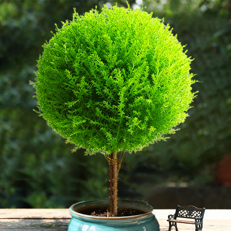 香松盆栽金冠柏四季常青观叶植物