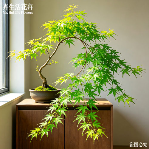黄金流泉枫盆栽留钱枫日本红枫垂枝瀑布枫四季变色禅意盆景绿植苗