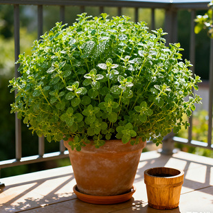 牛至盆栽可食用新鲜甜牛至叶香草植物披萨用香草植物好养 浓香