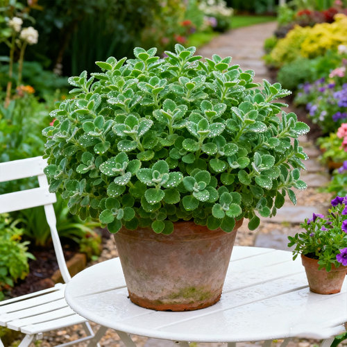 【一碰就香】碰碰香盆栽室内可食用绿植驱蚊提神薄荷苗多肉植物