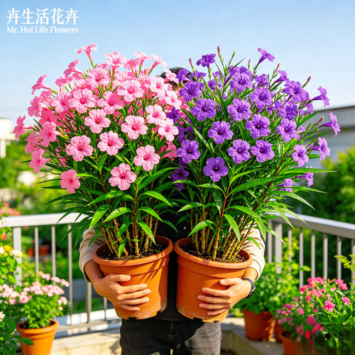 翠芦莉盆栽蓝花草易养活耐寒耐晒多季开花阳台庭院水培地绿植花卉