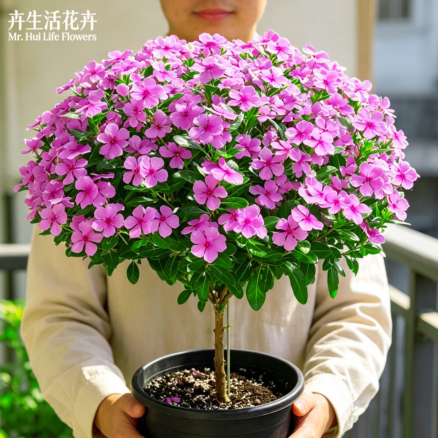 长春花盆栽带花带花苞天天开花卉阳台庭院多年生日日春四季开花