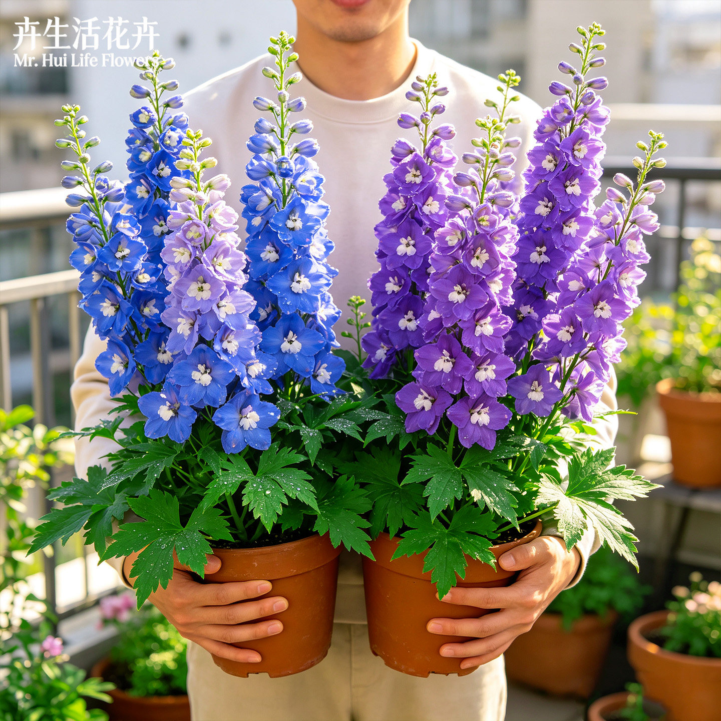 大花飞燕草花苗盆栽庭院植物室外花卉阳台耐寒耐热春夏季大花剑图片