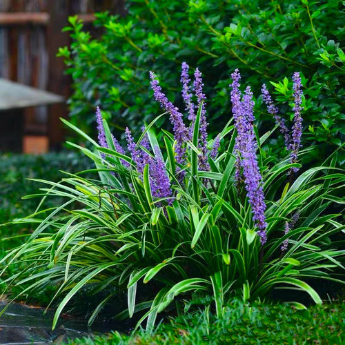 金边麦冬草花苗耐寒花卉花园别墅庭院花镜植物耐寒花卉四季常绿
