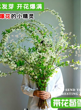 【加大加高1.2米】雪柳鲜枝带花苞干支水养盆栽水培室内遇水开花