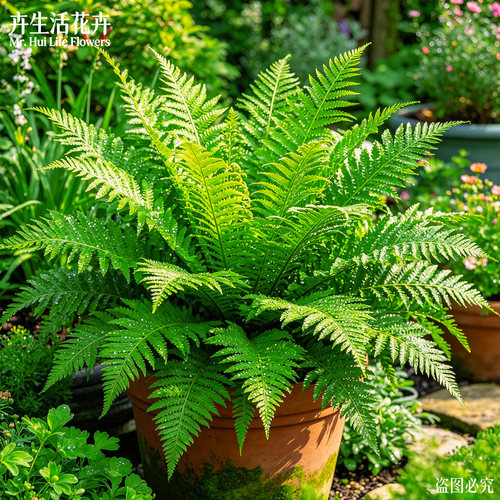 【爆盆大苗】霸王蕨盆栽老桩苗水培植物室内外四季常绿观叶大绿植