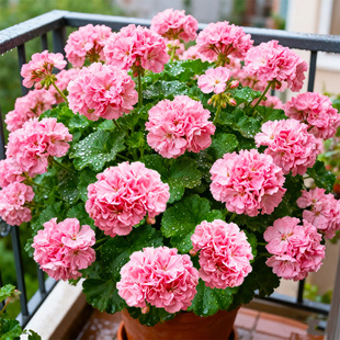 【一代花苗】天竺葵盆栽花苗带花苞重瓣四季开玫瑰小姐耐寒耐热