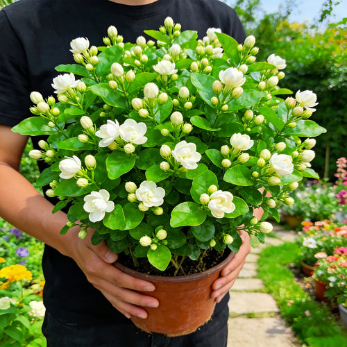 茉莉花盆栽植物办公桌面客厅室外阳台庭院四季开花不断花卉绿植