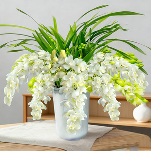 【多花剑白玉香兰】大花蕙兰盆栽带花苞桌面精品特香兰花名贵兰花