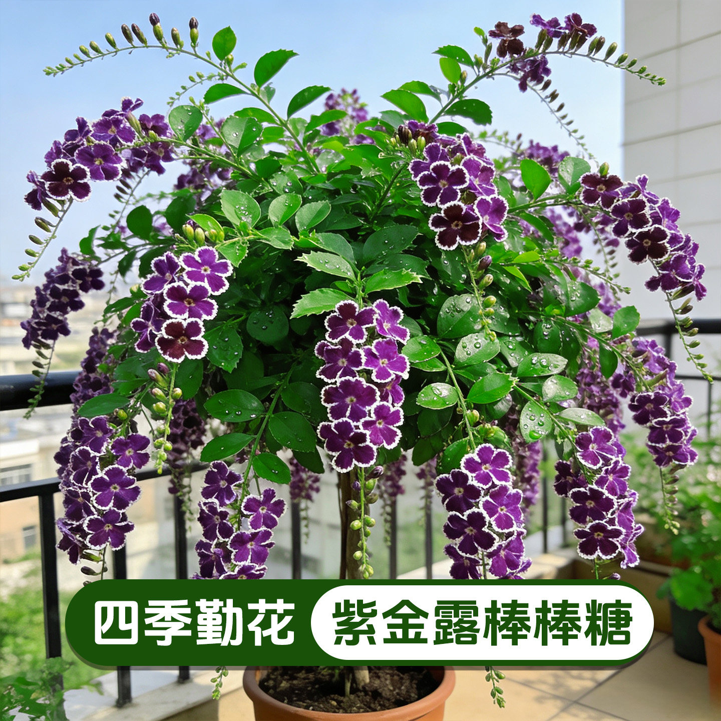 【造型】紫金露棒棒糖盆栽庭院花卉阳台耐热多季开花好养绿植花苗