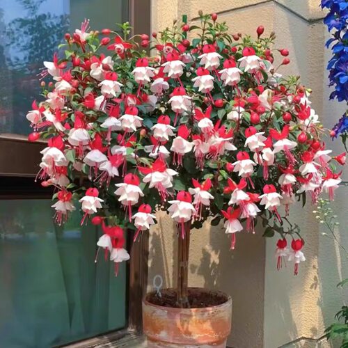 倒挂金钟棒棒糖灯笼花四季浇水