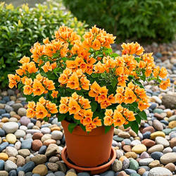 重瓣三角梅老桩带花盆栽 绿樱三角梅四季开花花卉勤花好养绿植