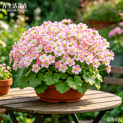 虎耳草带花苞四季开花耐热耐寒