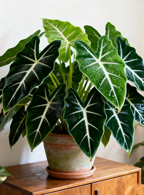 绿天鹅绒海芋盆栽观叶热带植物彩叶芋阳台办公室绿植室内外好养活