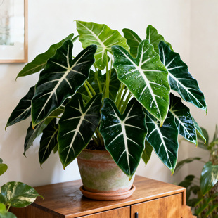 绿天鹅绒海芋盆栽观叶热带植物彩叶芋阳台办公室绿植室内外好养活