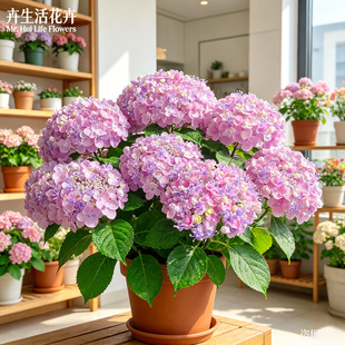 三河千鸟绣球盆栽无尽夏花手鞠纱织小姐庭院大花球耐寒开花绿植苗