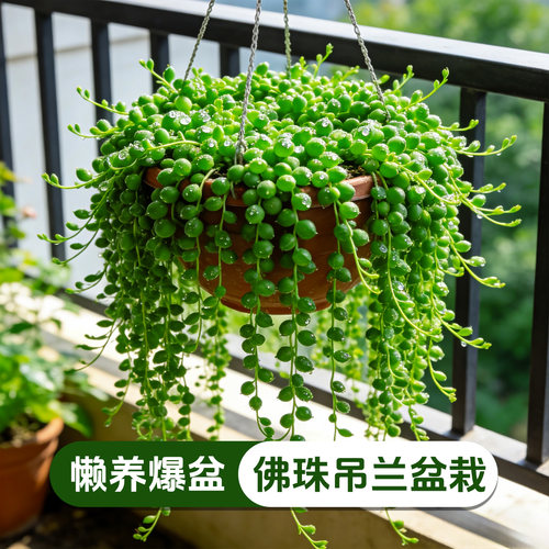 【易爆盆】佛珠吊兰盆栽多肉植物室内垂吊绿植情人泪吊兰好养花卉