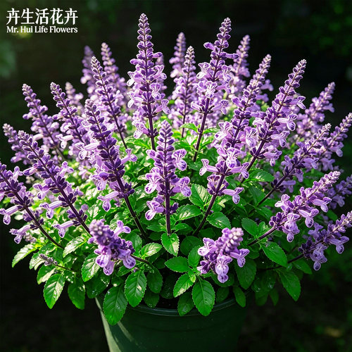 法国特丽莎香茶菜盆栽阳台庭院四季开花特丽莎薰衣草好养易活大苗