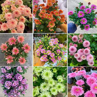 【小雏菊】菊花盆栽带花苞三文鱼网红菊花苗阳台庭院花园耐寒热