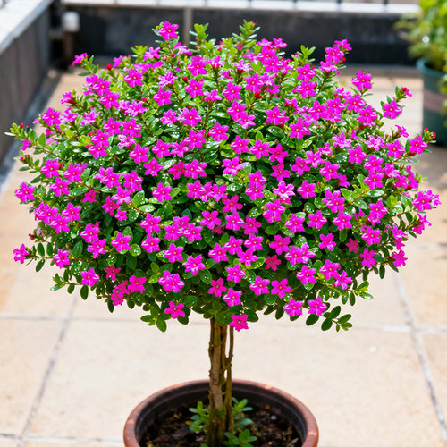 【超大棒棒糖】满天星盆栽庭院室内阳台花卉四季开好养耐热寒植物