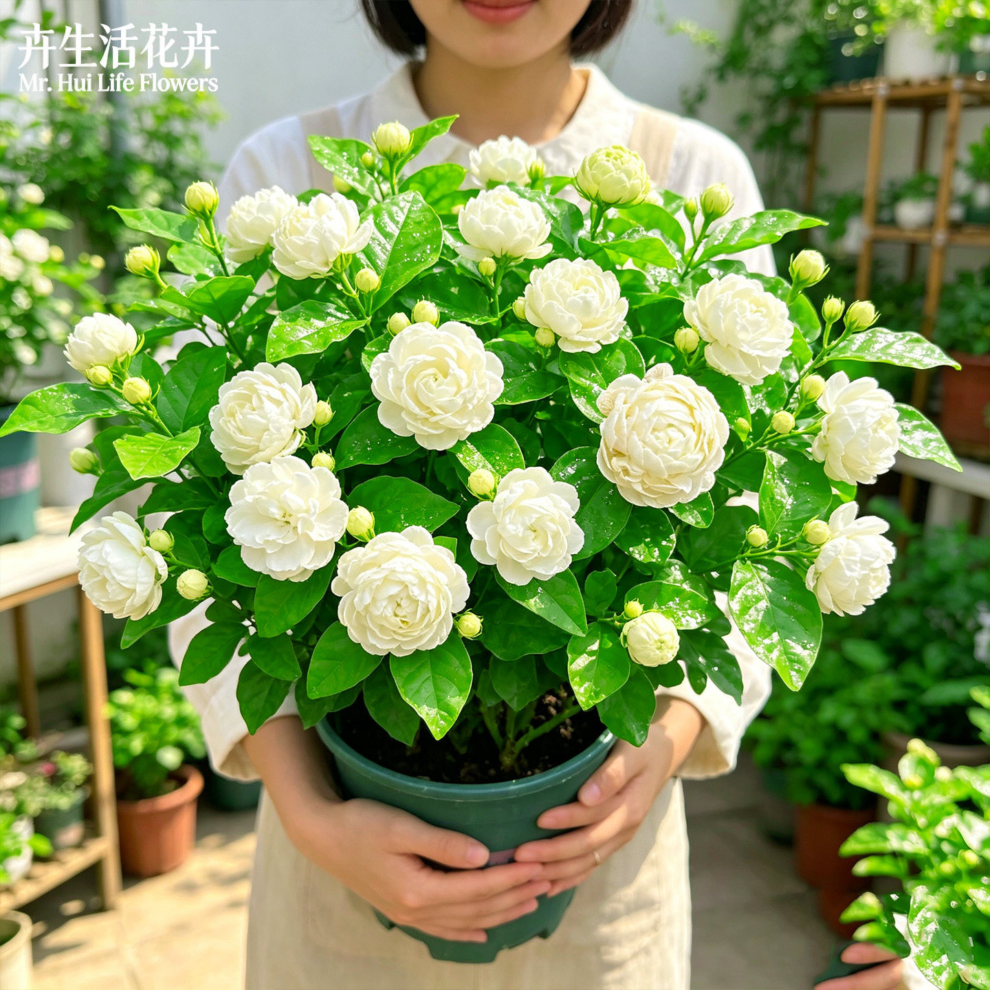 【浓香炸裂】虎头茉莉重瓣宝珠茉莉大花勤花阳台庭院芳香盆栽花苗图片