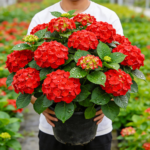 【大花】红宝石绣球盆栽阳台庭院景观花卉多年生耐寒好养绿植花苗