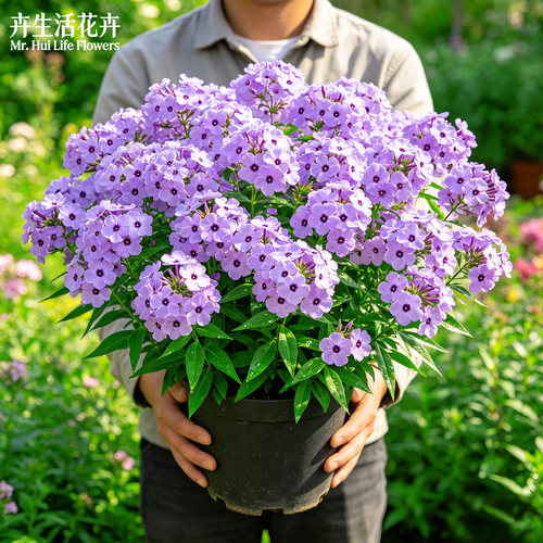 福禄考荷兰小姐室内外造景丛生饱满花期悠长居家观赏景观花植株