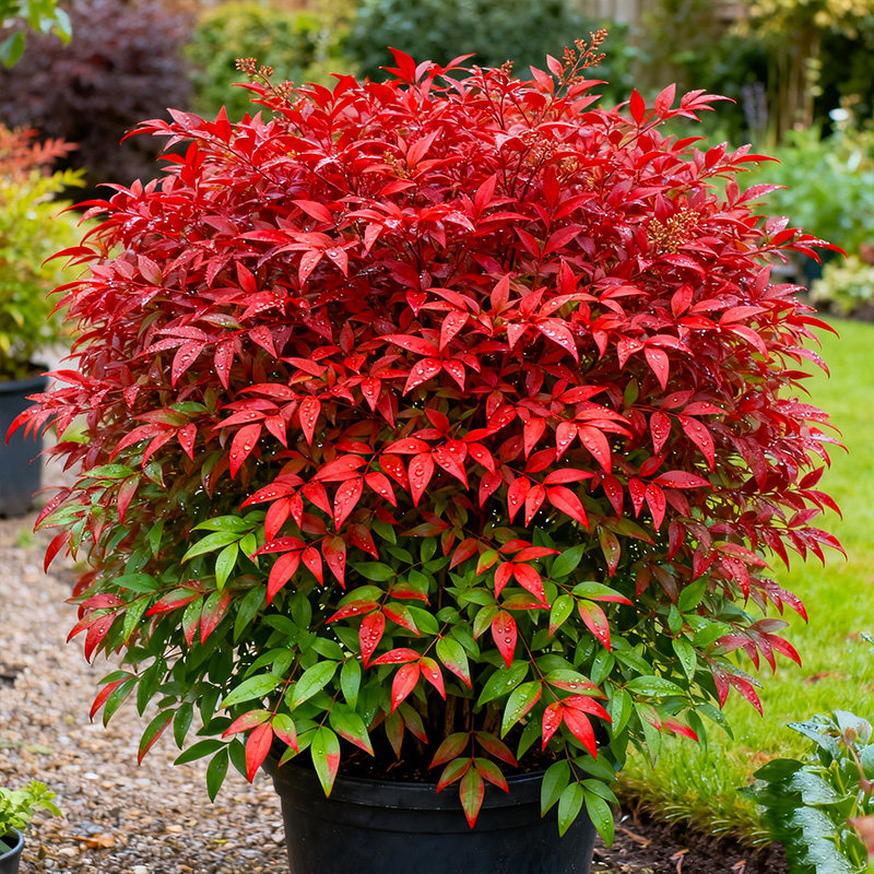 红宝石南天竹盆栽花园客厅庭院火焰湾流青柠檬老桩耐寒植物多年生,鲜花速递/花卉仿真/绿植园艺,绿植,淘宝优惠券,粉丝福利购,淘宝优惠卷