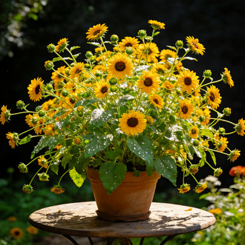 光辉岁月向日葵盆栽带花苞四季开花阳台庭院好养易活花卉绿植大苗
