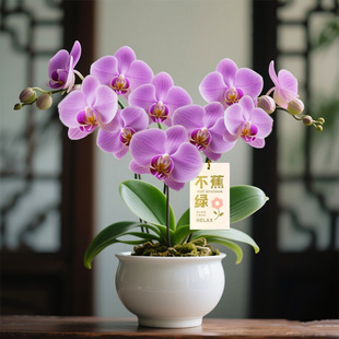 【带花带花苞】蝴蝶兰盆栽带花特大号名贵兰花苗精品大花室内好养