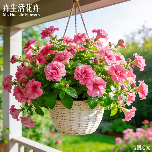 【开不停】重瓣矮牵牛花苗带花盆栽四季多年生冰淡紫酥糖泡泡花卉