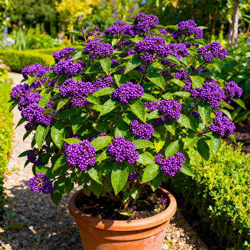 紫珠盆栽多年生矮丛生耐热耐寒阳台耐养观果植物盆栽庭院花镜造景