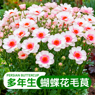 【进口】蝴蝶花毛茛盆栽洋牡丹大苗户外耐寒花卉阳台庭院花期长