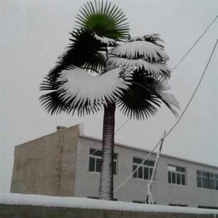 仿真老人葵假蒲葵仿真棕榈树酒店机场造景装饰仿真树防火植物可来